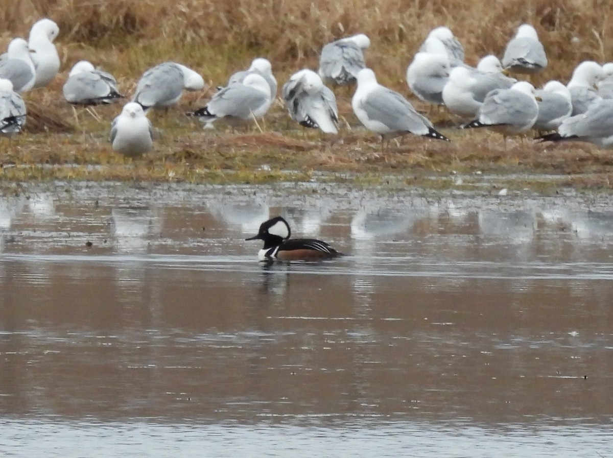 Hooded Merganser - ML616668720