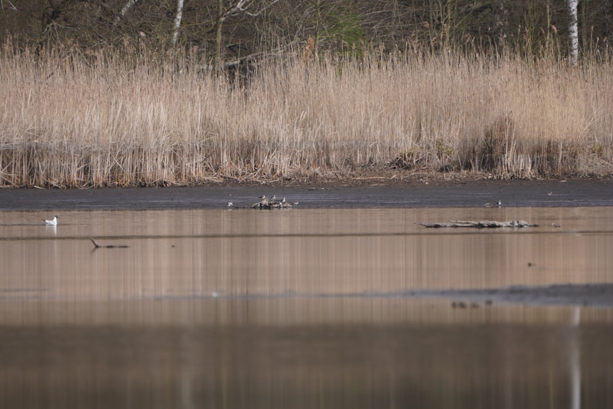 Green Sandpiper - ML616668747