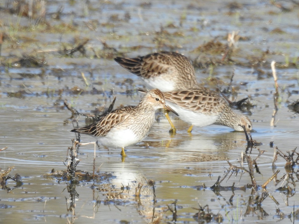 Pectoral Sandpiper - Jon Jenkins