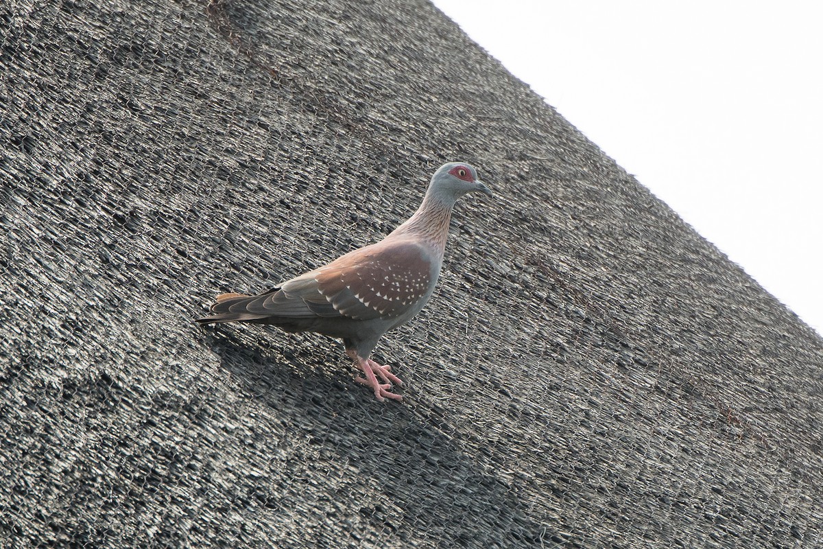 Pigeon roussard - ML616668752