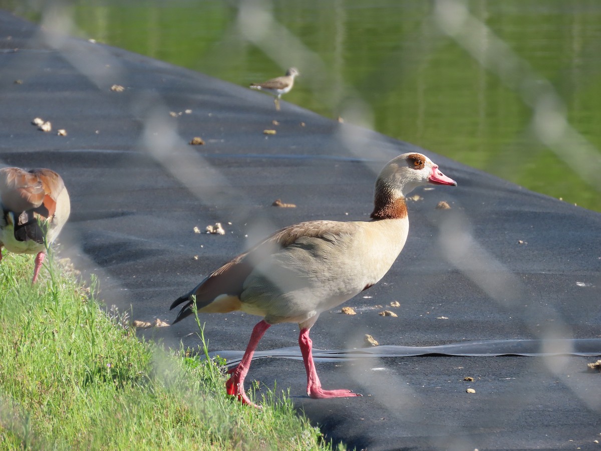 Egyptian Goose - ML616668753