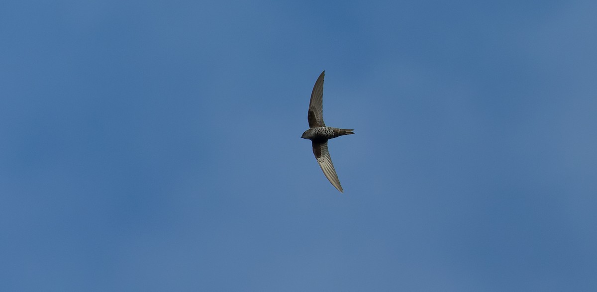 Pacific Swift - ML616668765