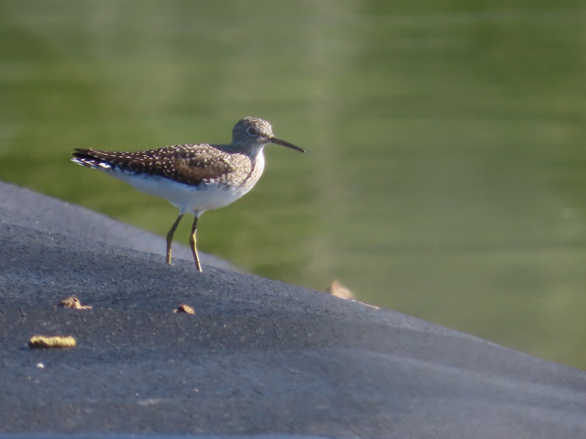 Solitary Sandpiper - Kelli Egbert