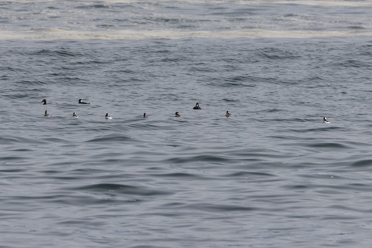 Surf Scoter - ML616668768