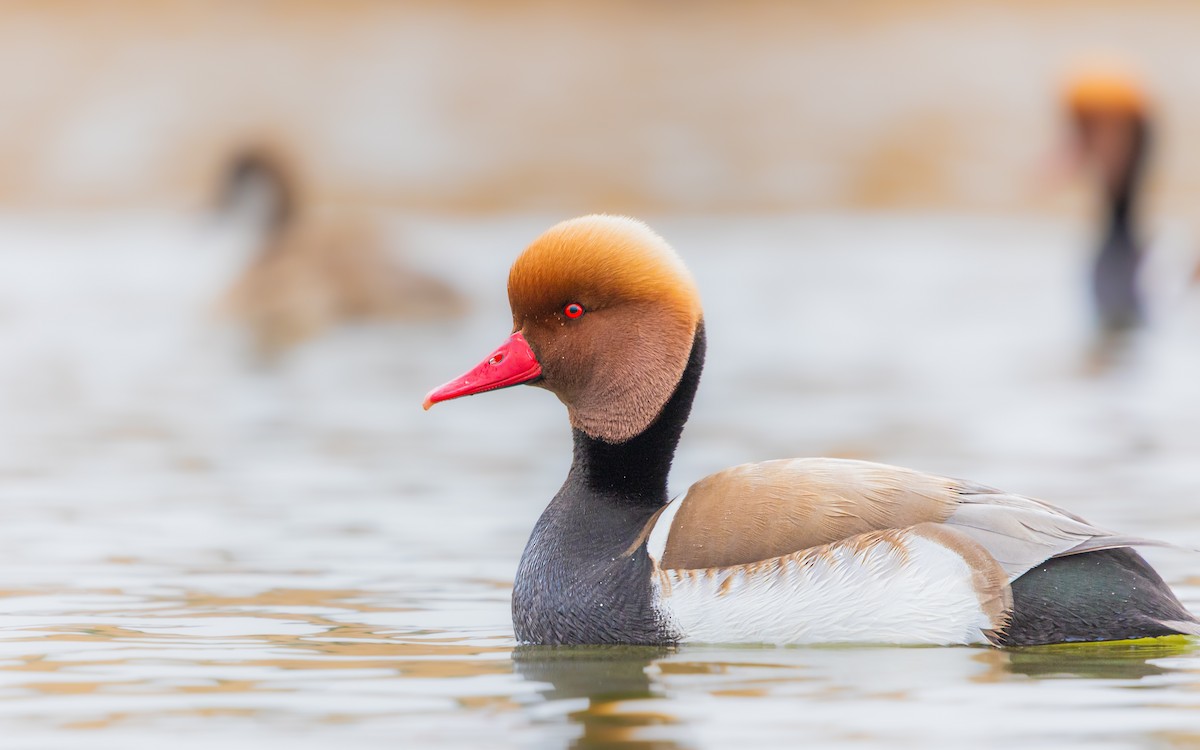 Red-crested Pochard - Ömer Faruk Durdu