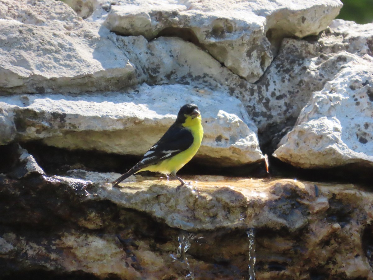 Lesser Goldfinch - ML616668780