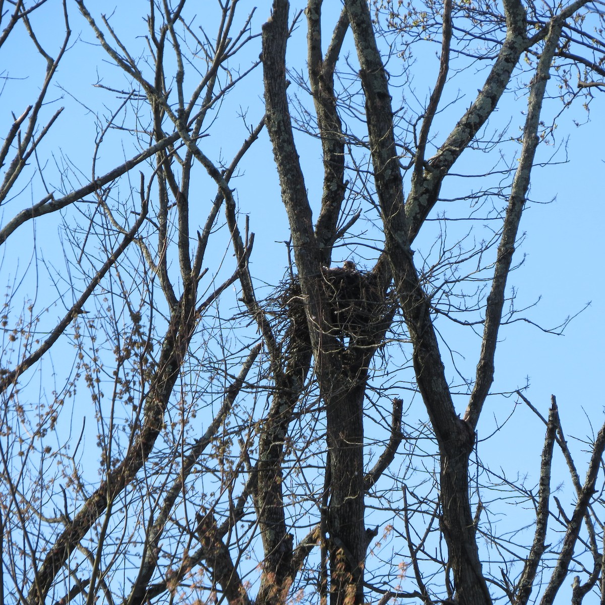 Red-tailed Hawk - ML616668796