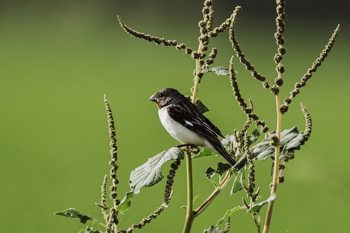 Parrot-billed Seedeater - ML616668805