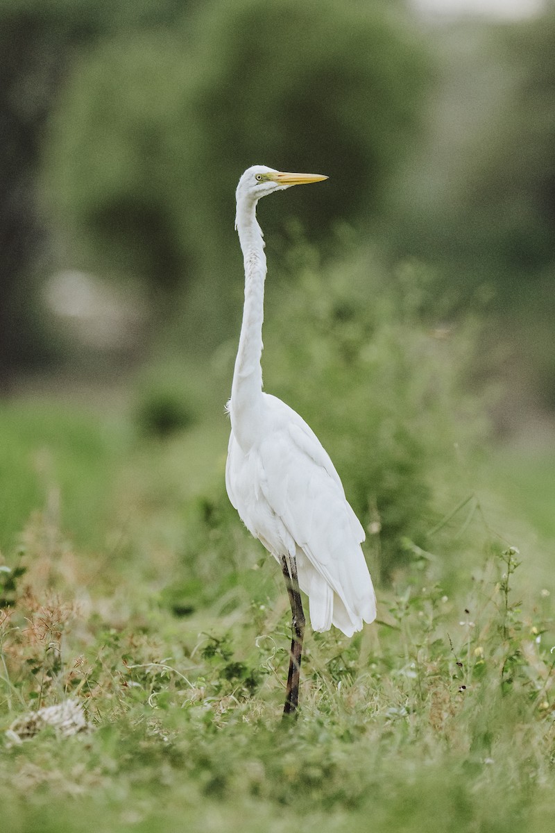 Great Egret - ML616668811