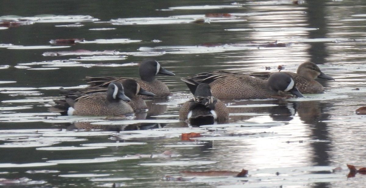 Blue-winged Teal - ML616668824