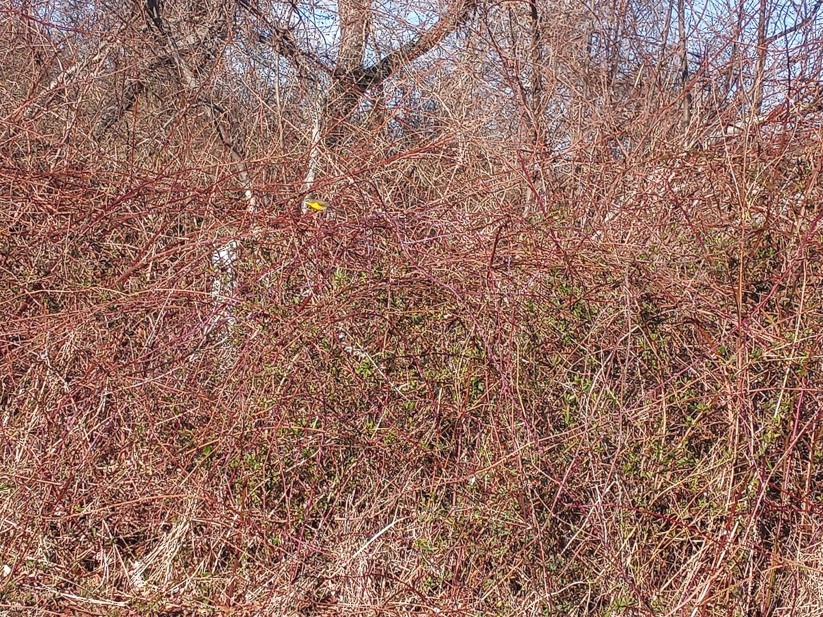 Yellow-breasted Chat - ML616668829