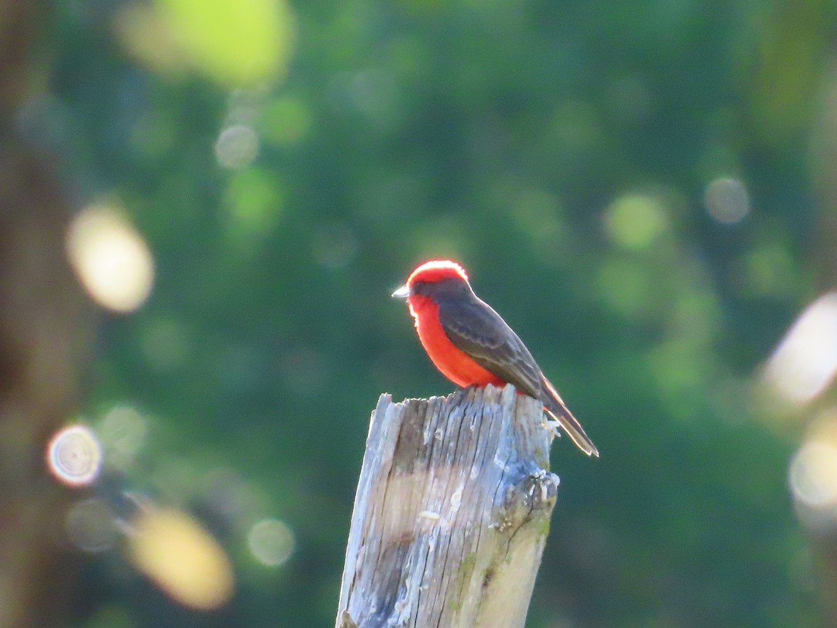 Vermilion Flycatcher - ML616668848