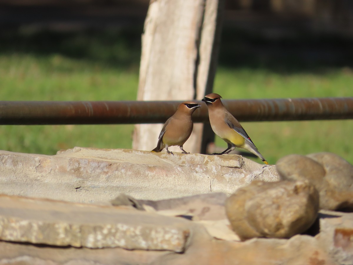 Cedar Waxwing - ML616668868