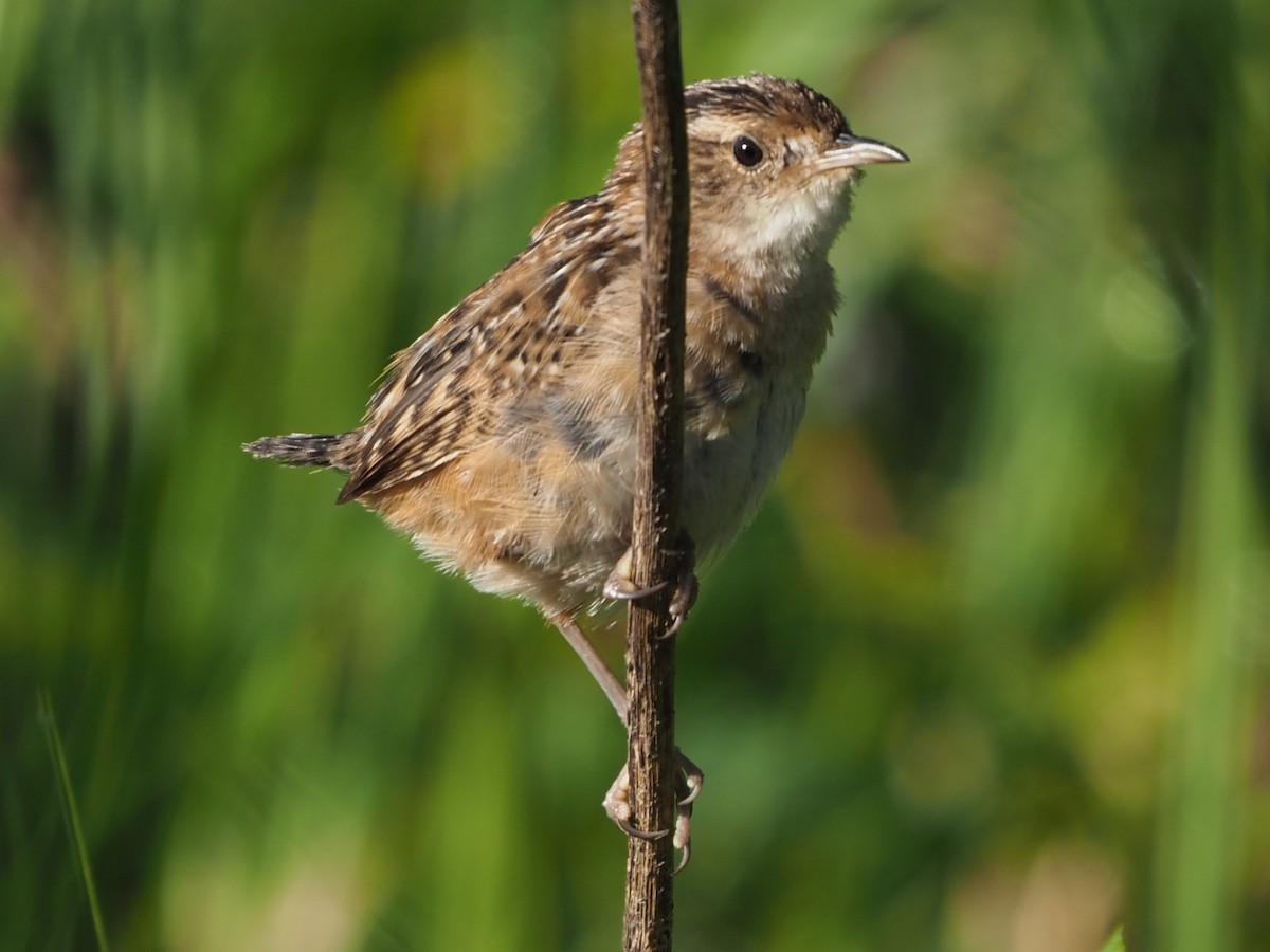 Sedge Wren - ML616668880