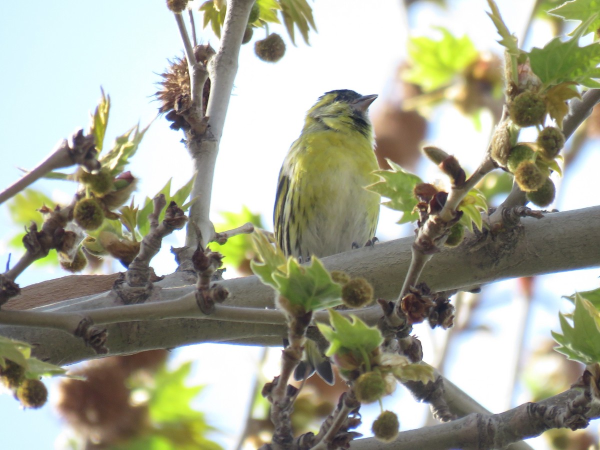 Eurasian Siskin - ML616668903