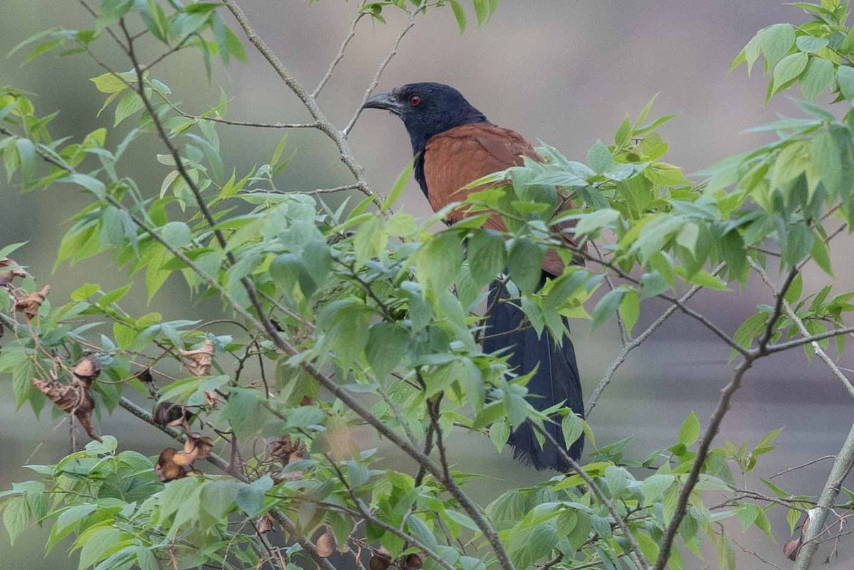 Greater Coucal - ML616668909