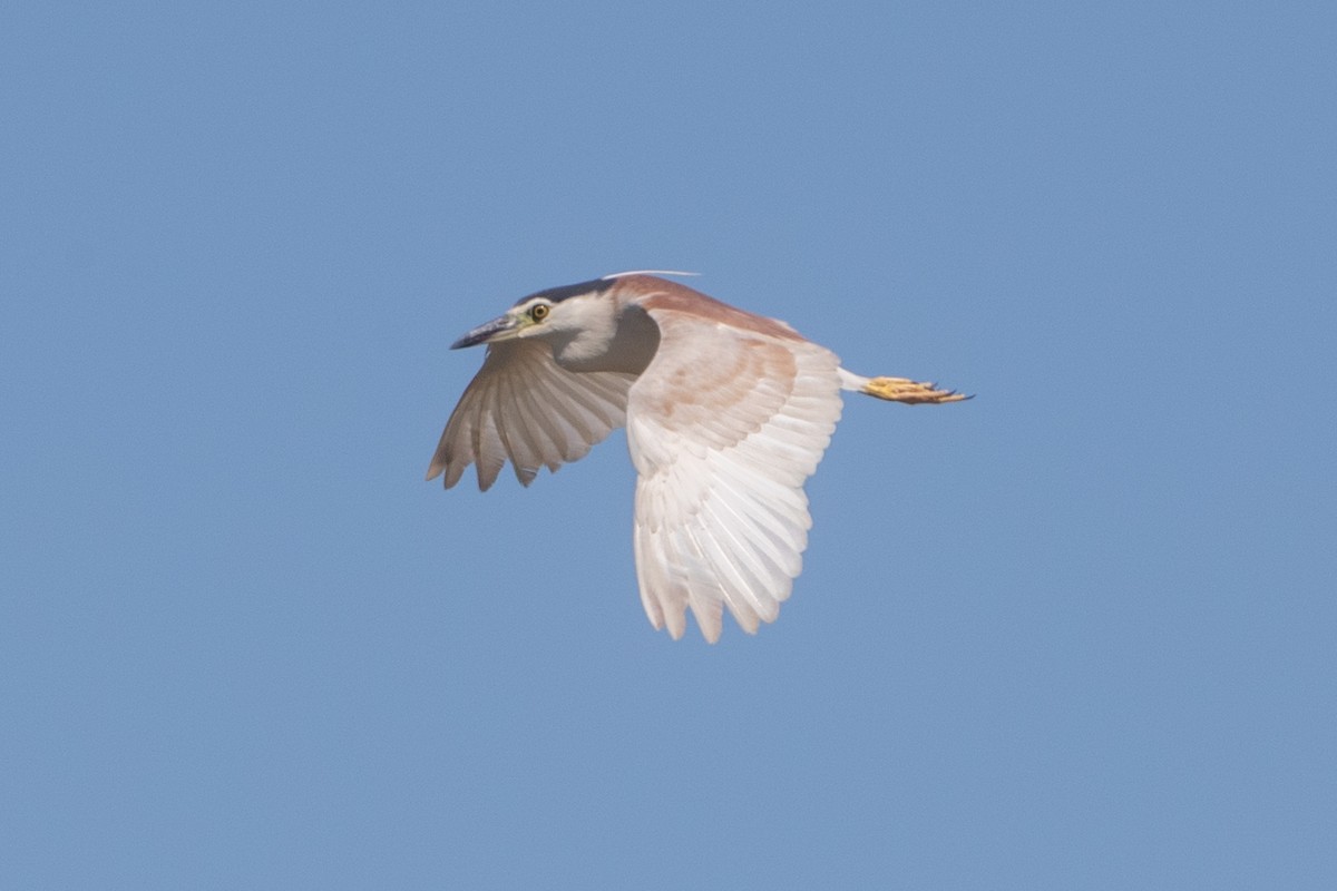 Nankeen Night Heron - ML616668918