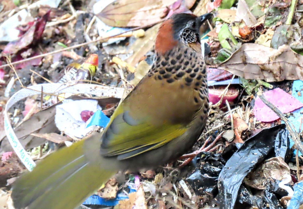 Chestnut-crowned Laughingthrush - ML616668949