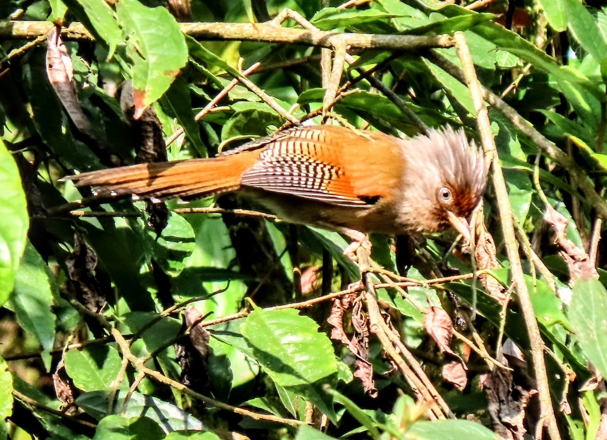 Rusty-fronted Barwing - ML616668963