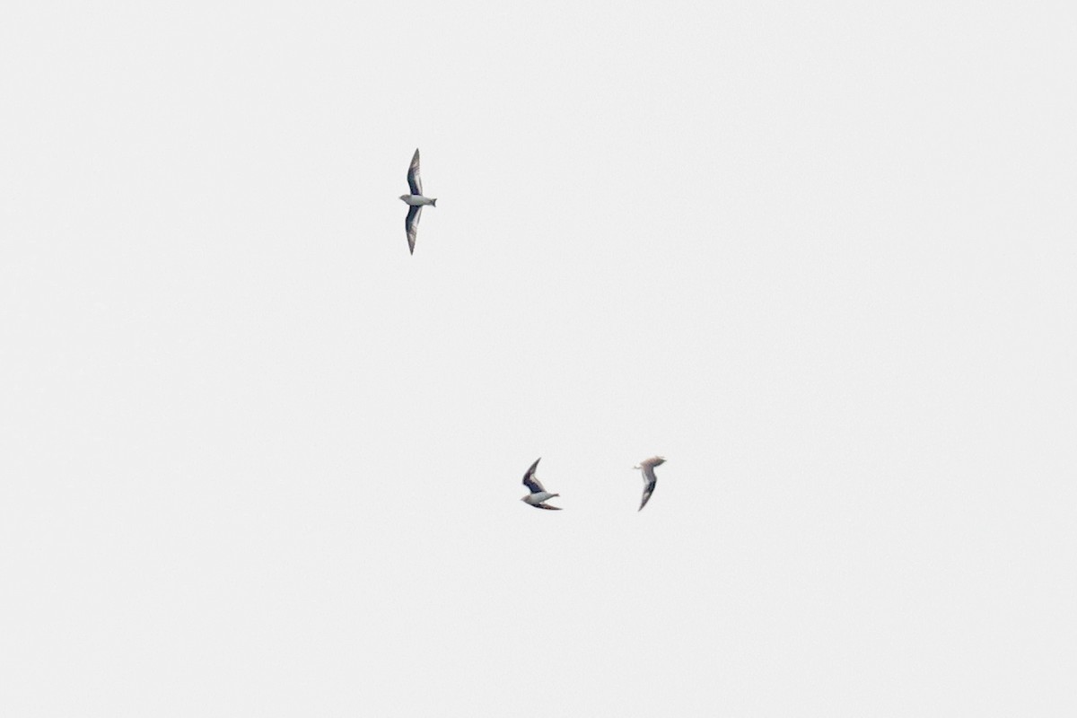 Small Pratincole - ML616668971