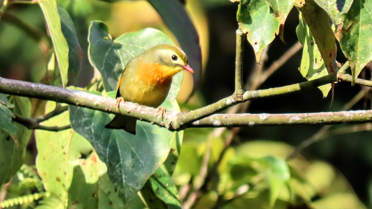 Red-billed Leiothrix - ML616668980