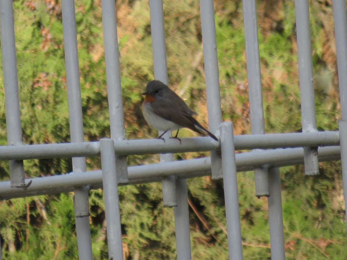 Red-breasted Flycatcher - ML616668981