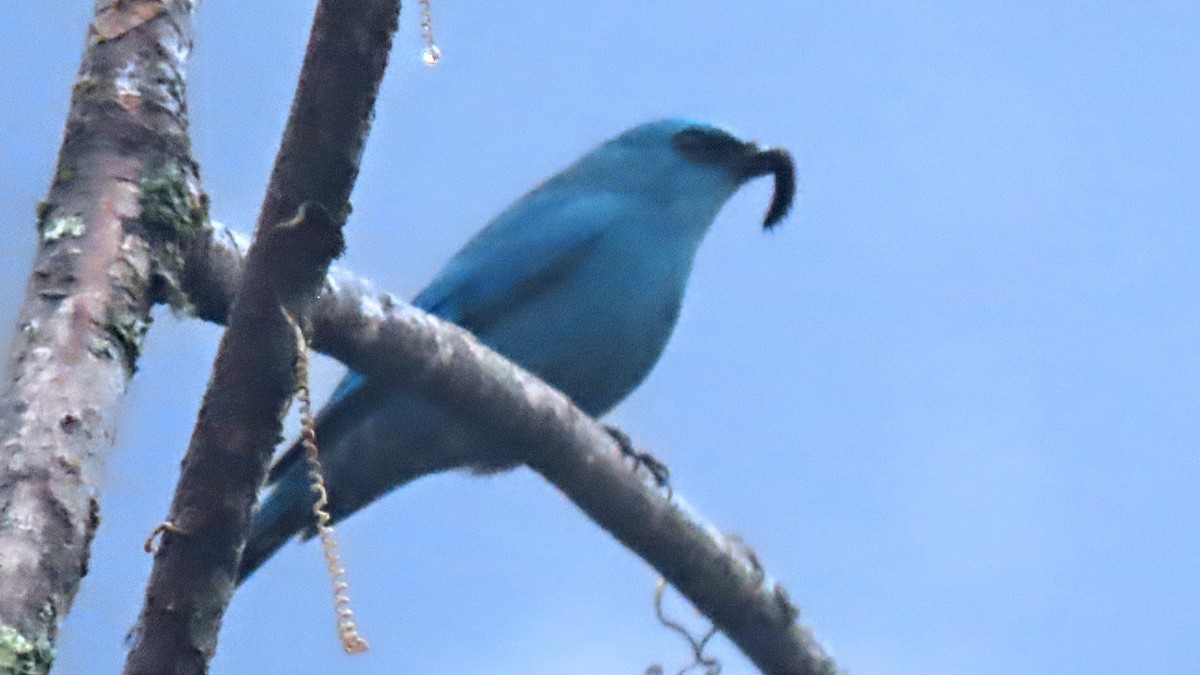 Verditer Flycatcher - ML616668988