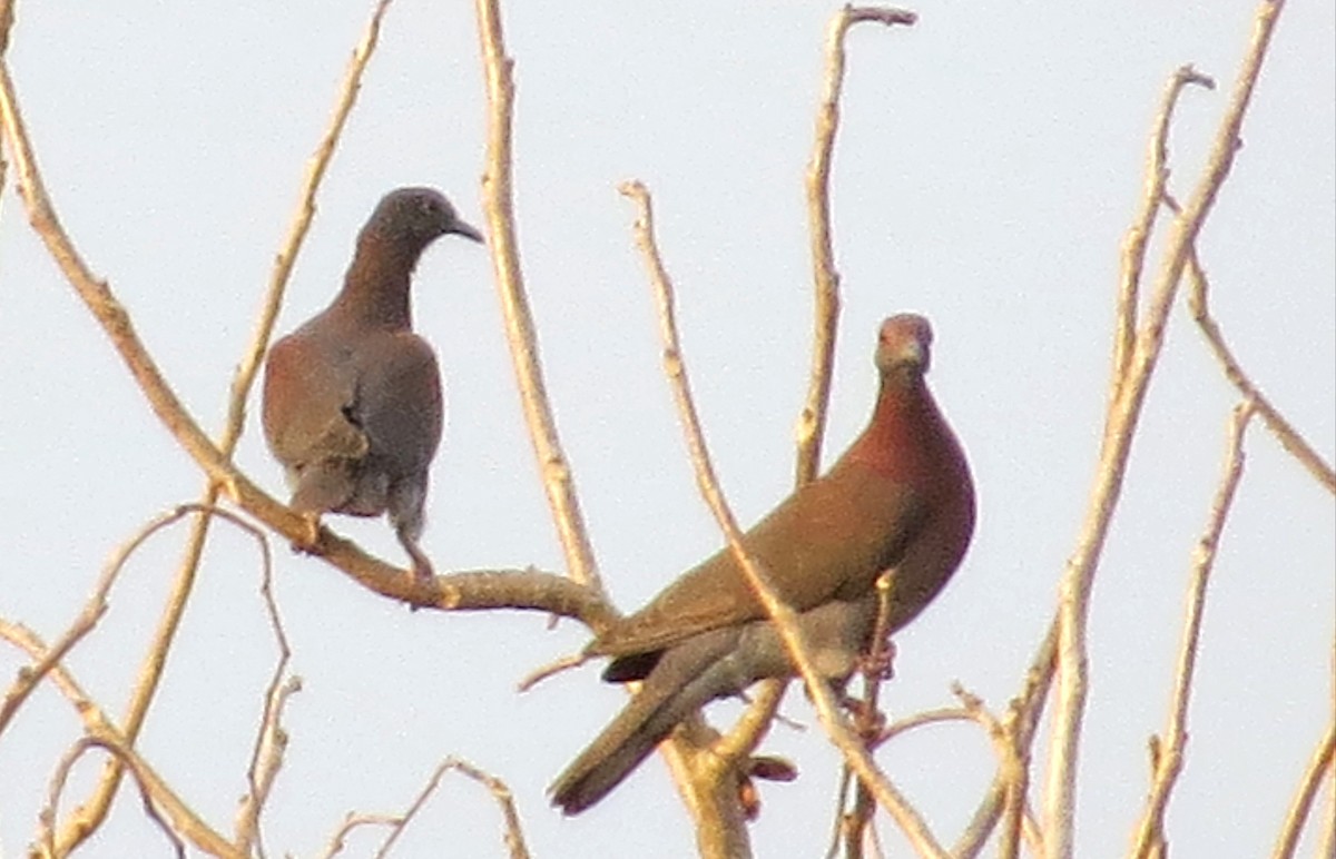 Pale-vented Pigeon - ML616668997