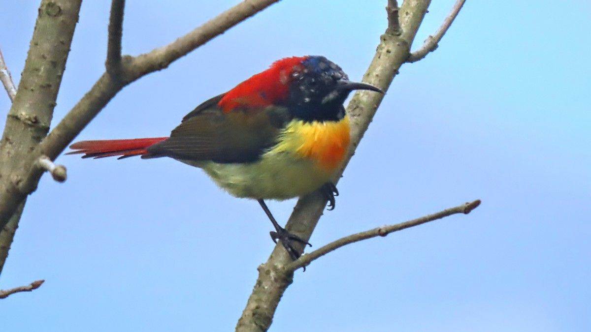 Fire-tailed Sunbird - ML616669008