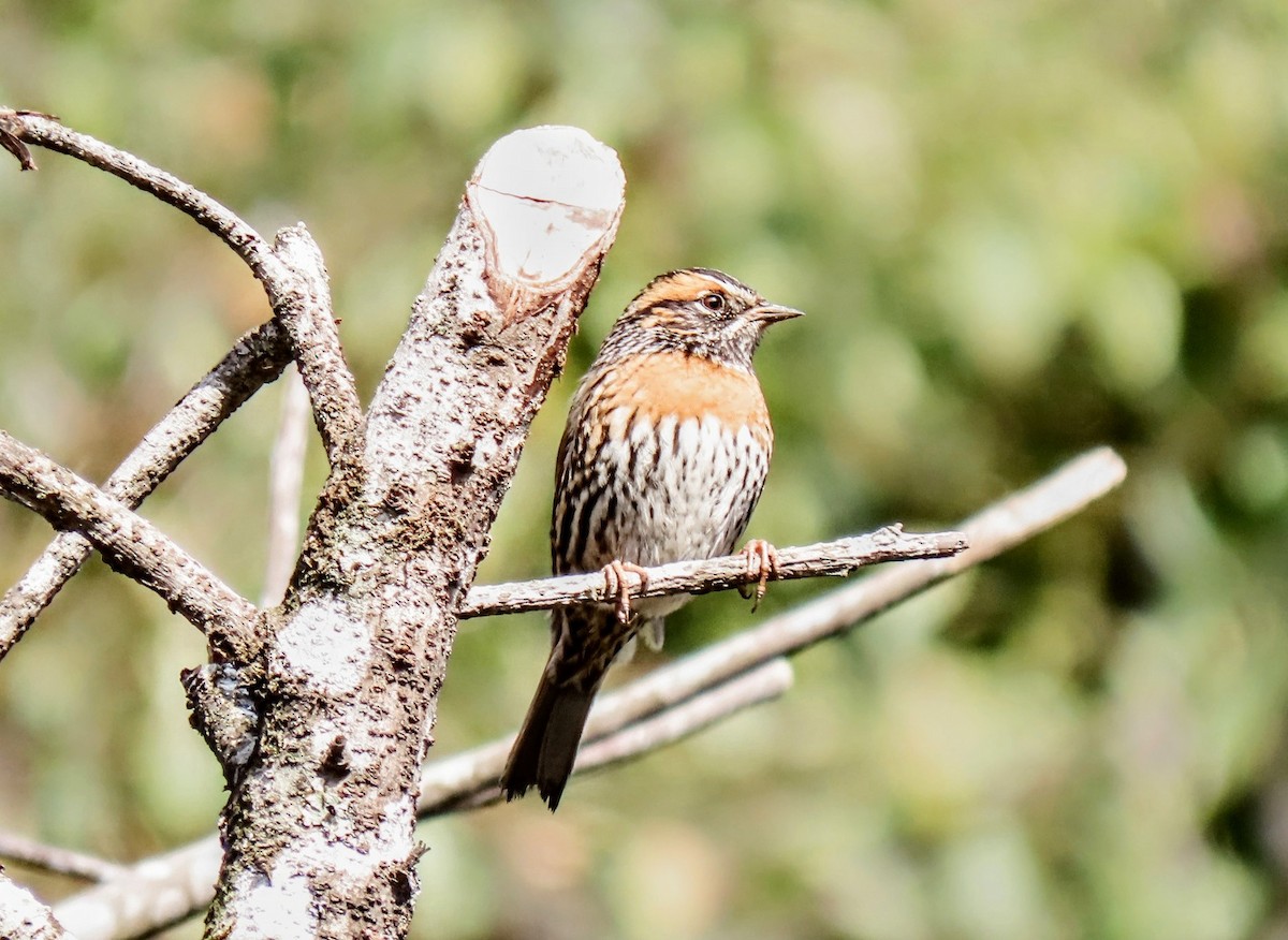 Rufous-breasted Accentor - ML616669027
