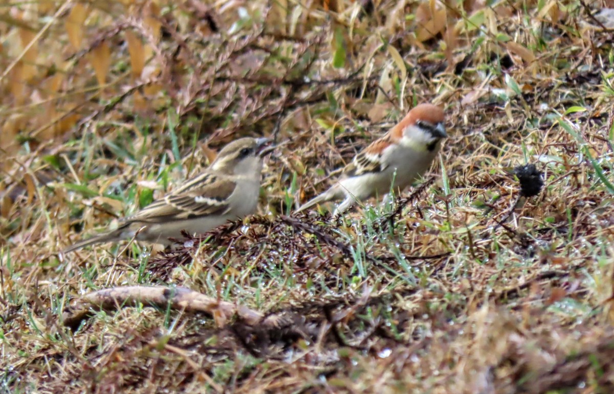 Eurasian Tree Sparrow - ML616669043