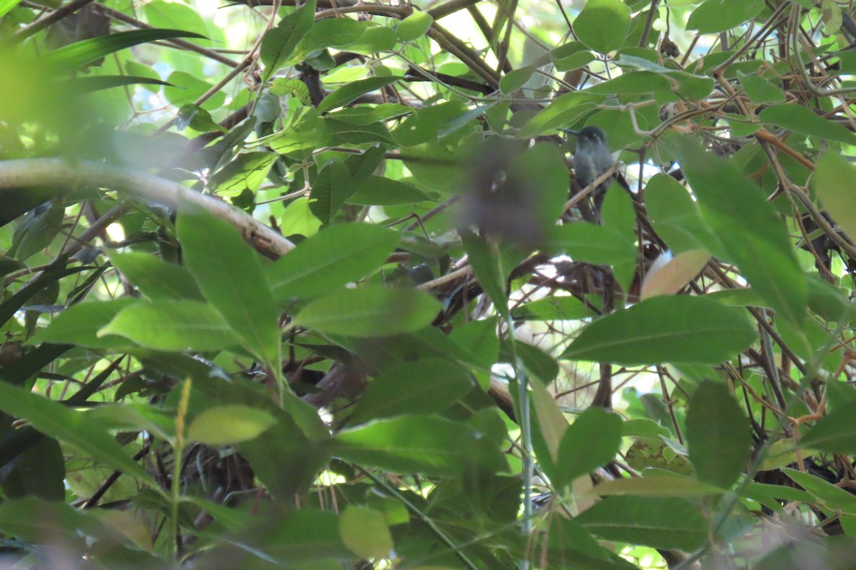 White-eared Hummingbird - Susan Ballinger
