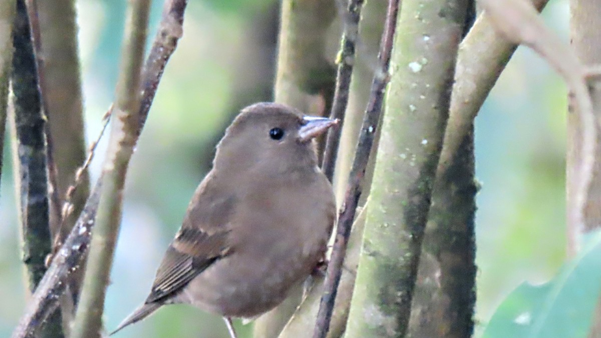 Dark-breasted Rosefinch - ML616669080