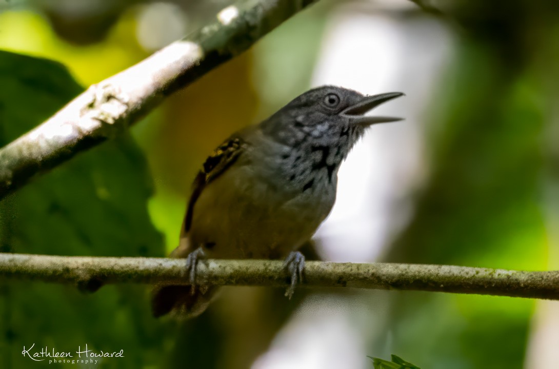 Checker-throated Stipplethroat - Kathleen Howard