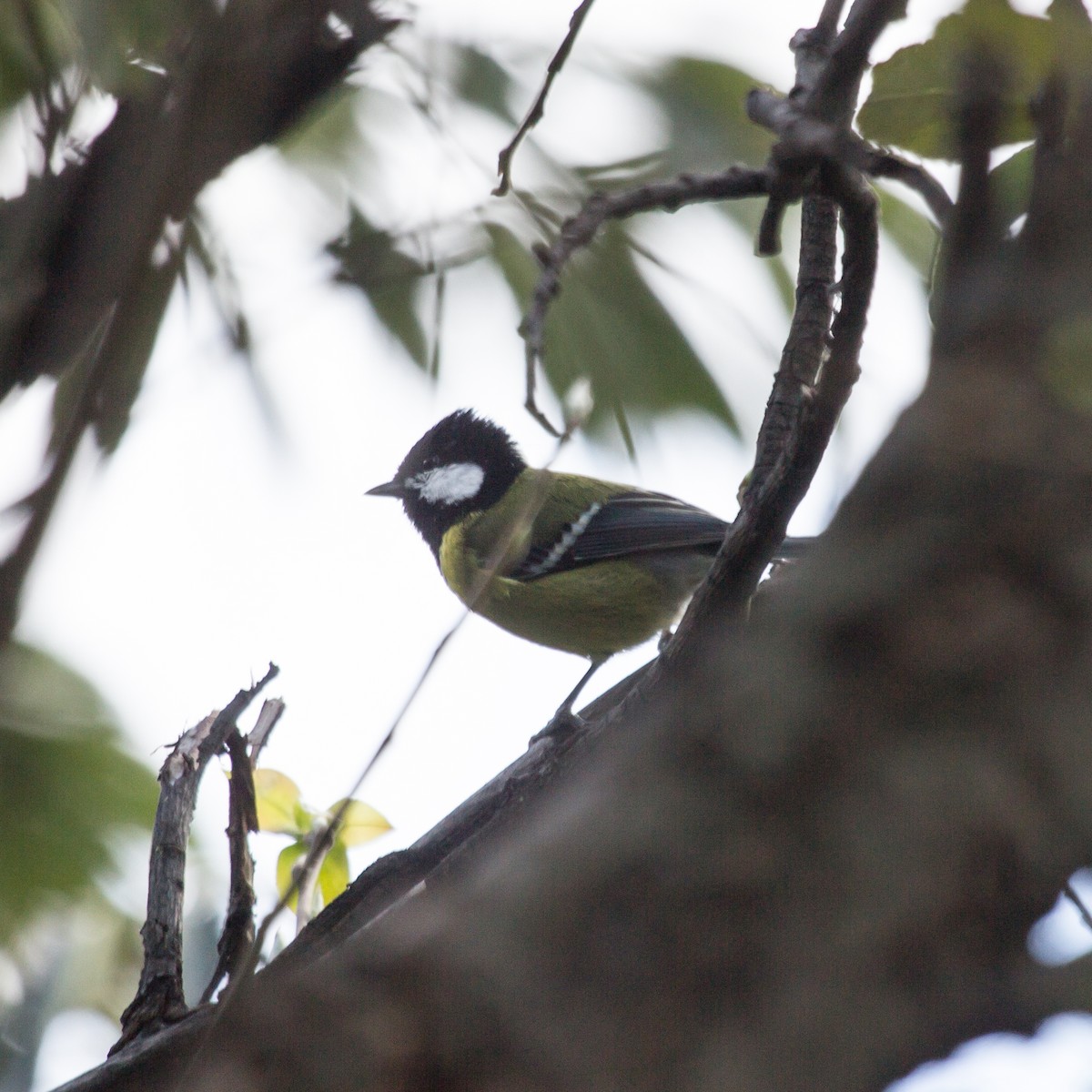 Green-backed Tit - ML616669119