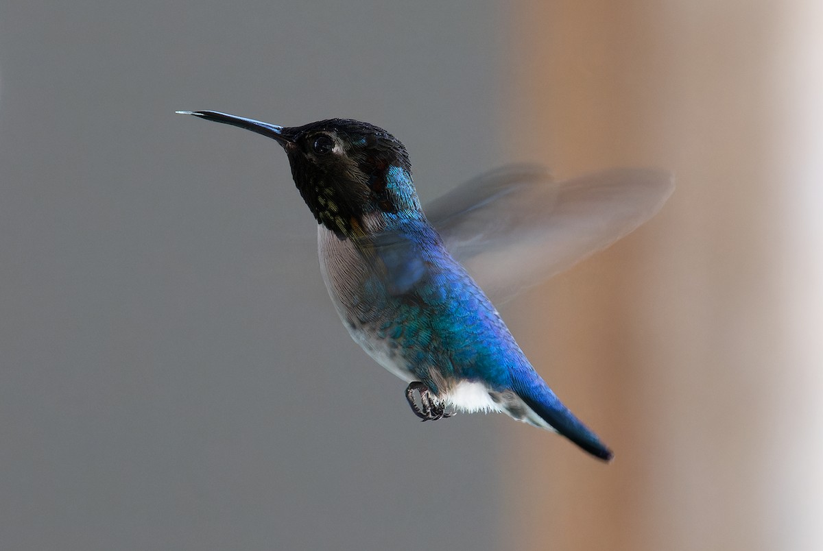 Bee Hummingbird - Chris Charlesworth