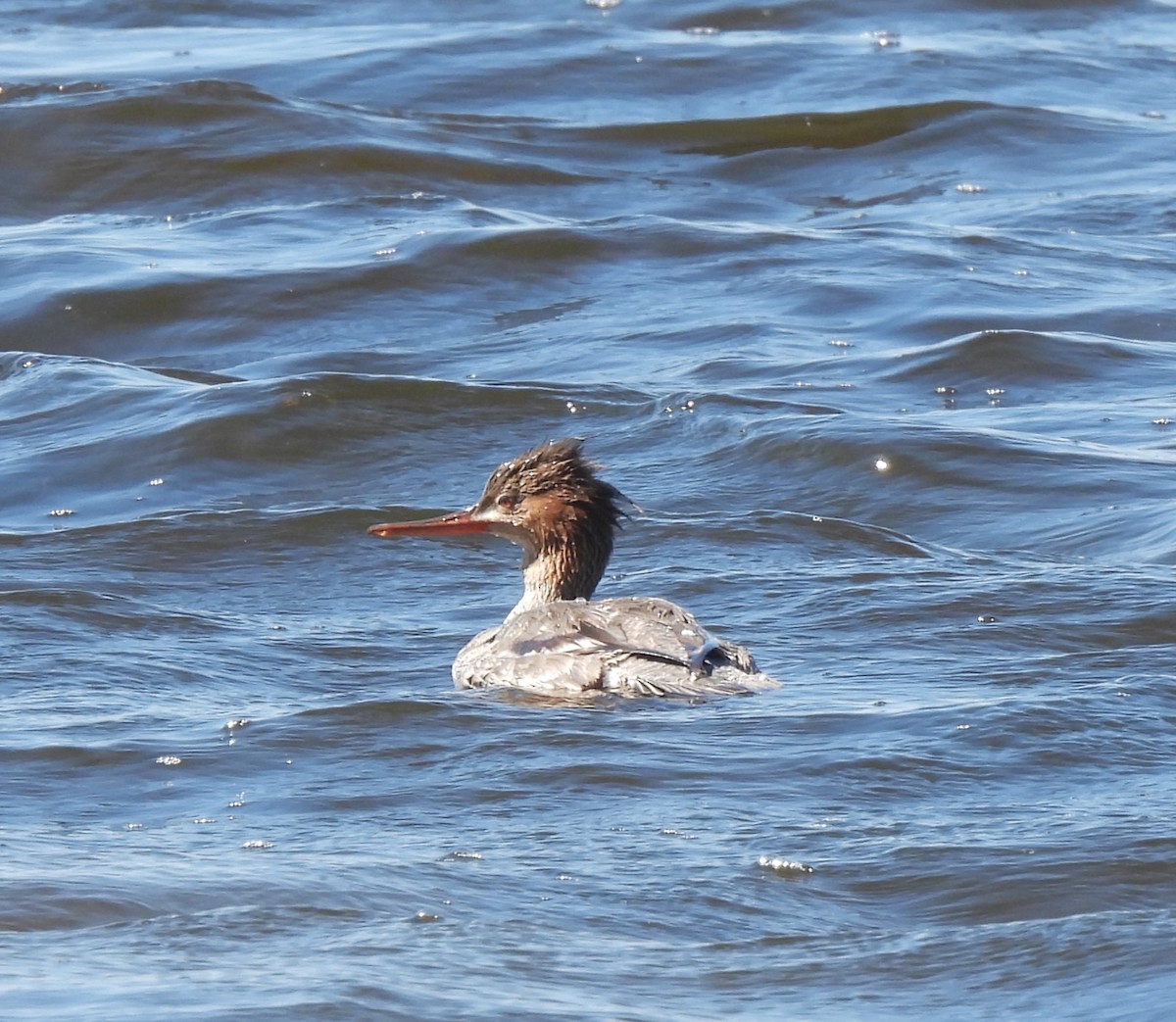 Red-breasted Merganser - ML616669173