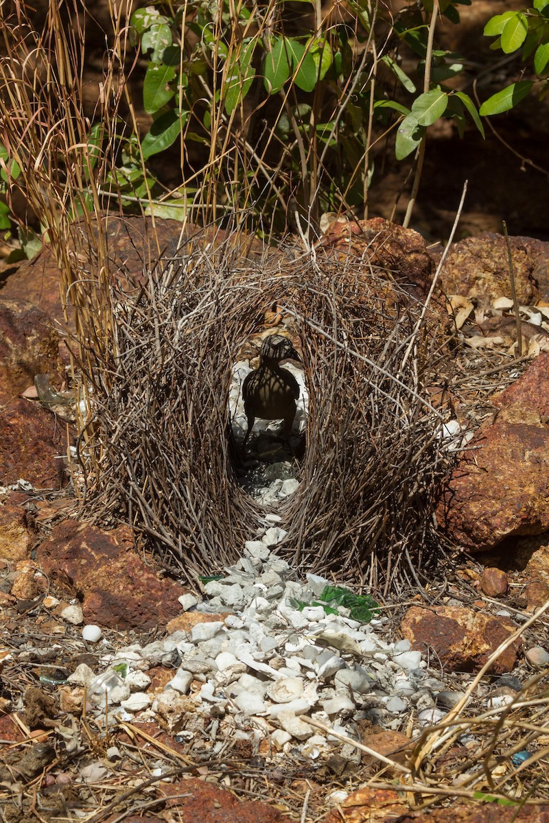 Great Bowerbird - Adrian Boyle