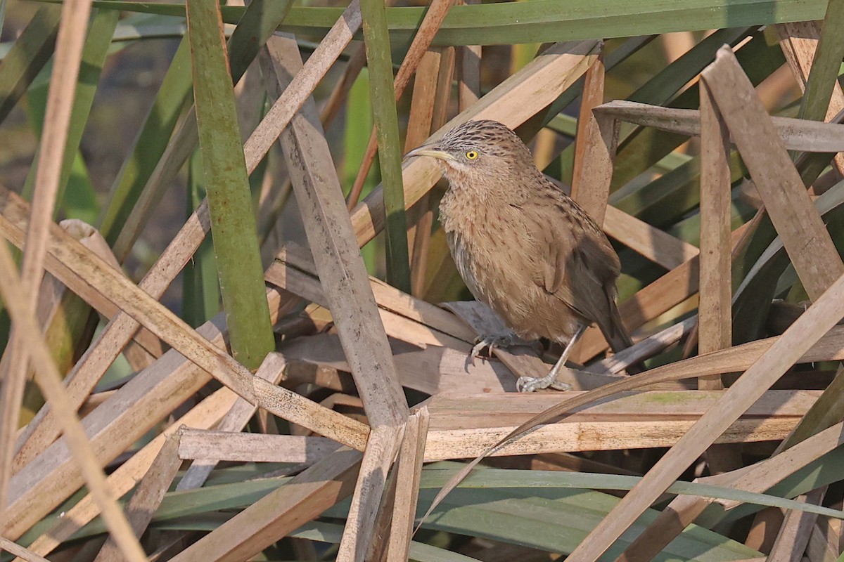 Striated Babbler - Michael O'Brien