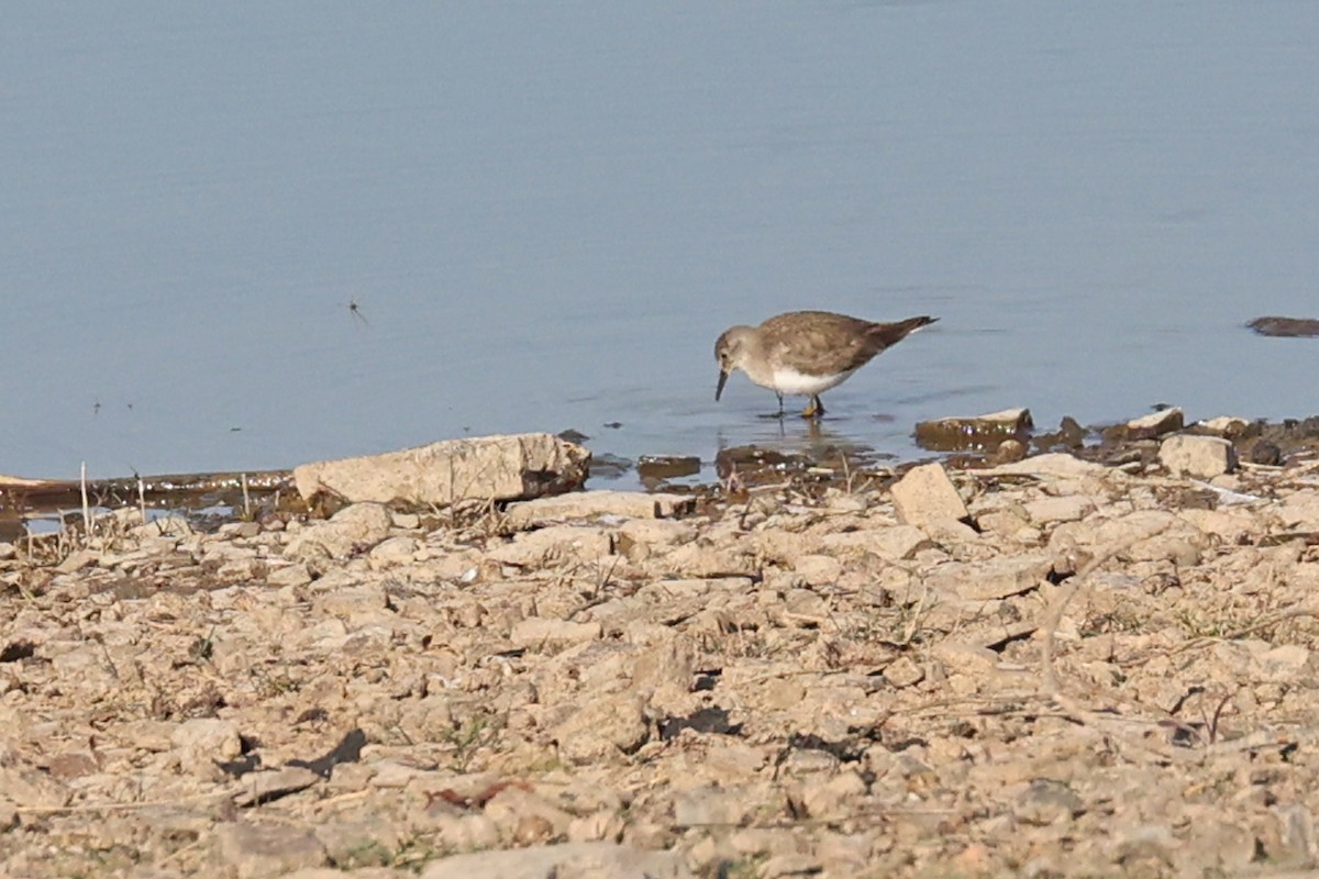 Temminckstrandläufer - ML616669219