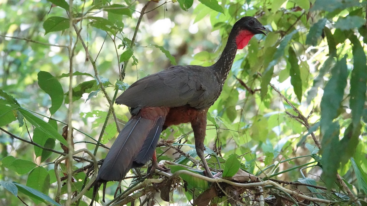 Crested Guan - ML616669247