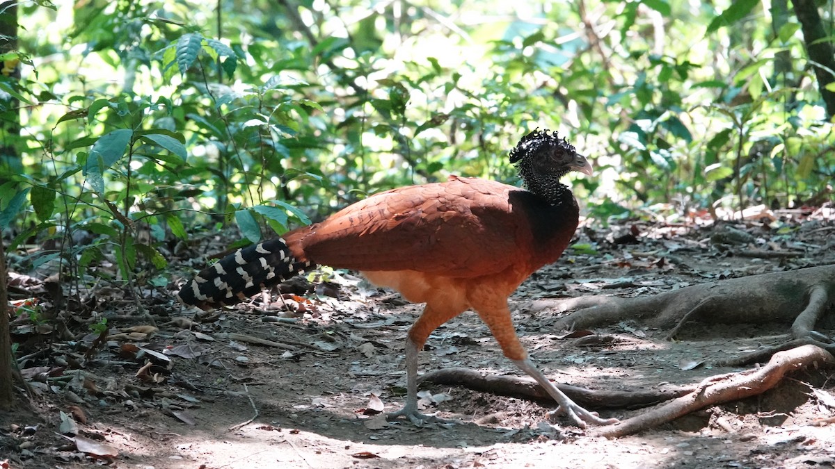 Great Curassow - ML616669280