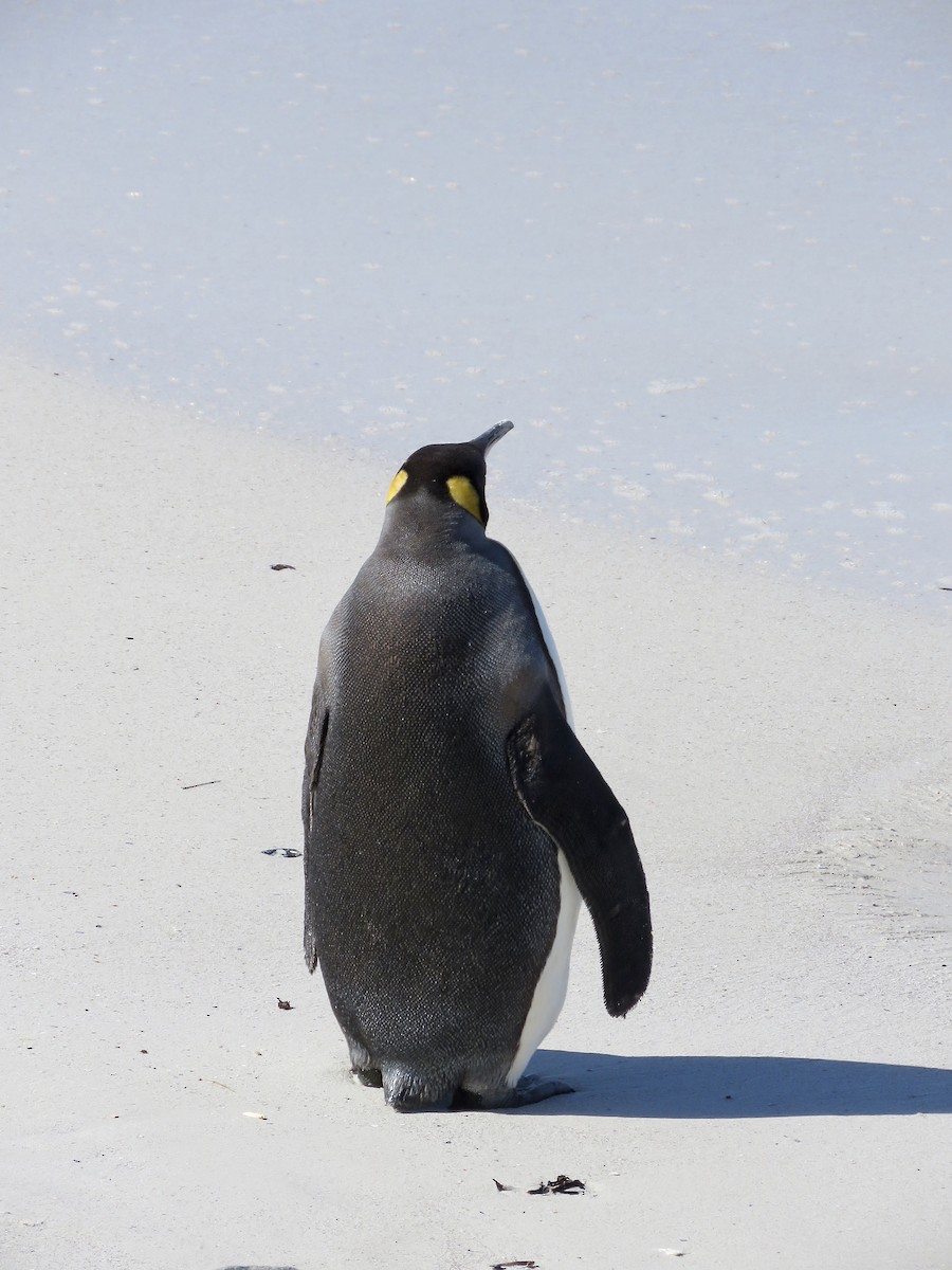 オウサマペンギン - ML616669293