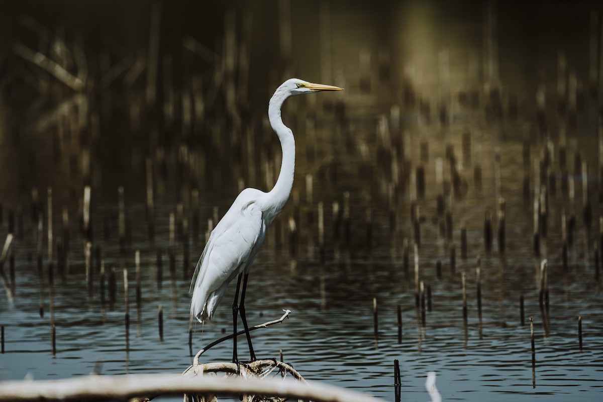 Great Egret - ML616669299