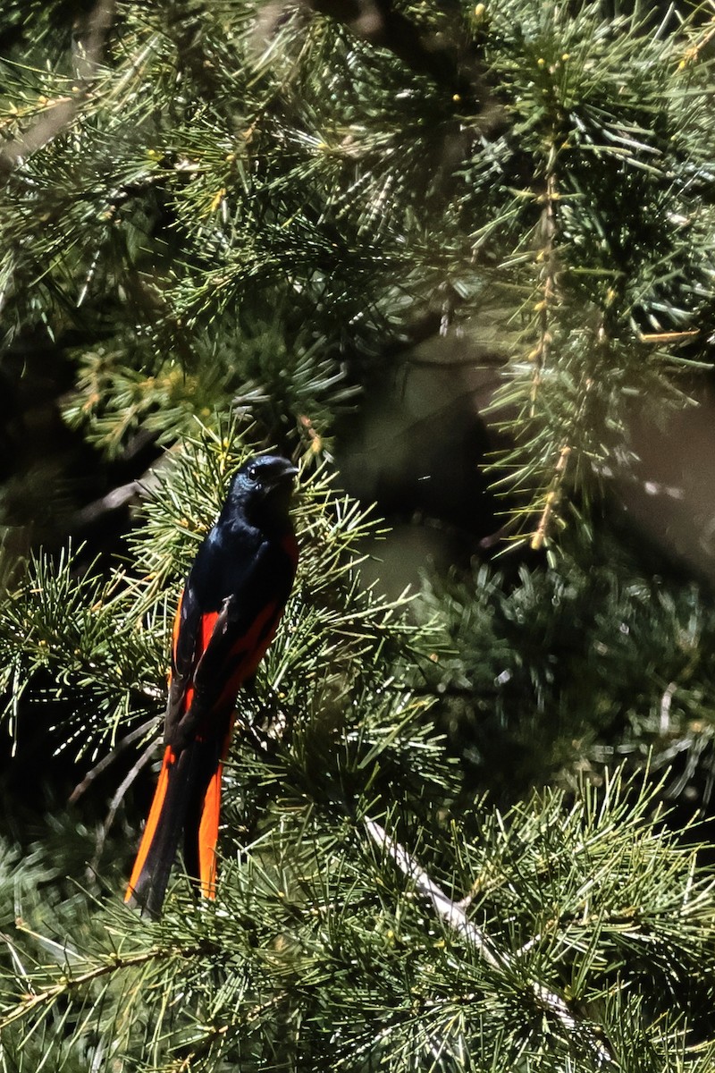 Minivet Colilargo - ML616669358