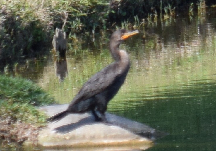 Double-crested Cormorant - Anne Fay