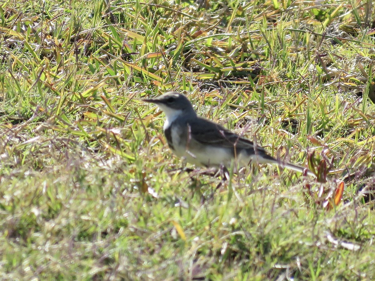 Cape Wagtail - Simon Pearce