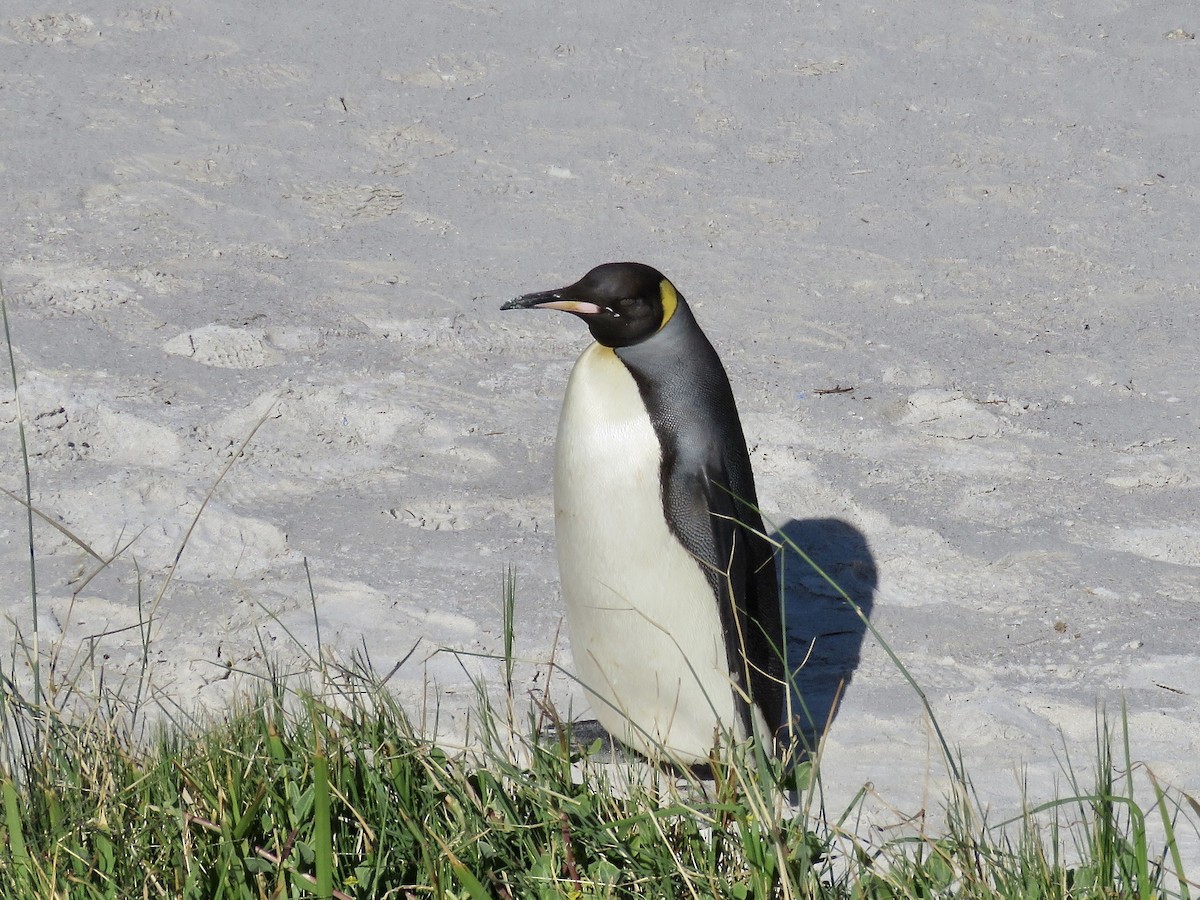 Королевский пингвин - ML616669392