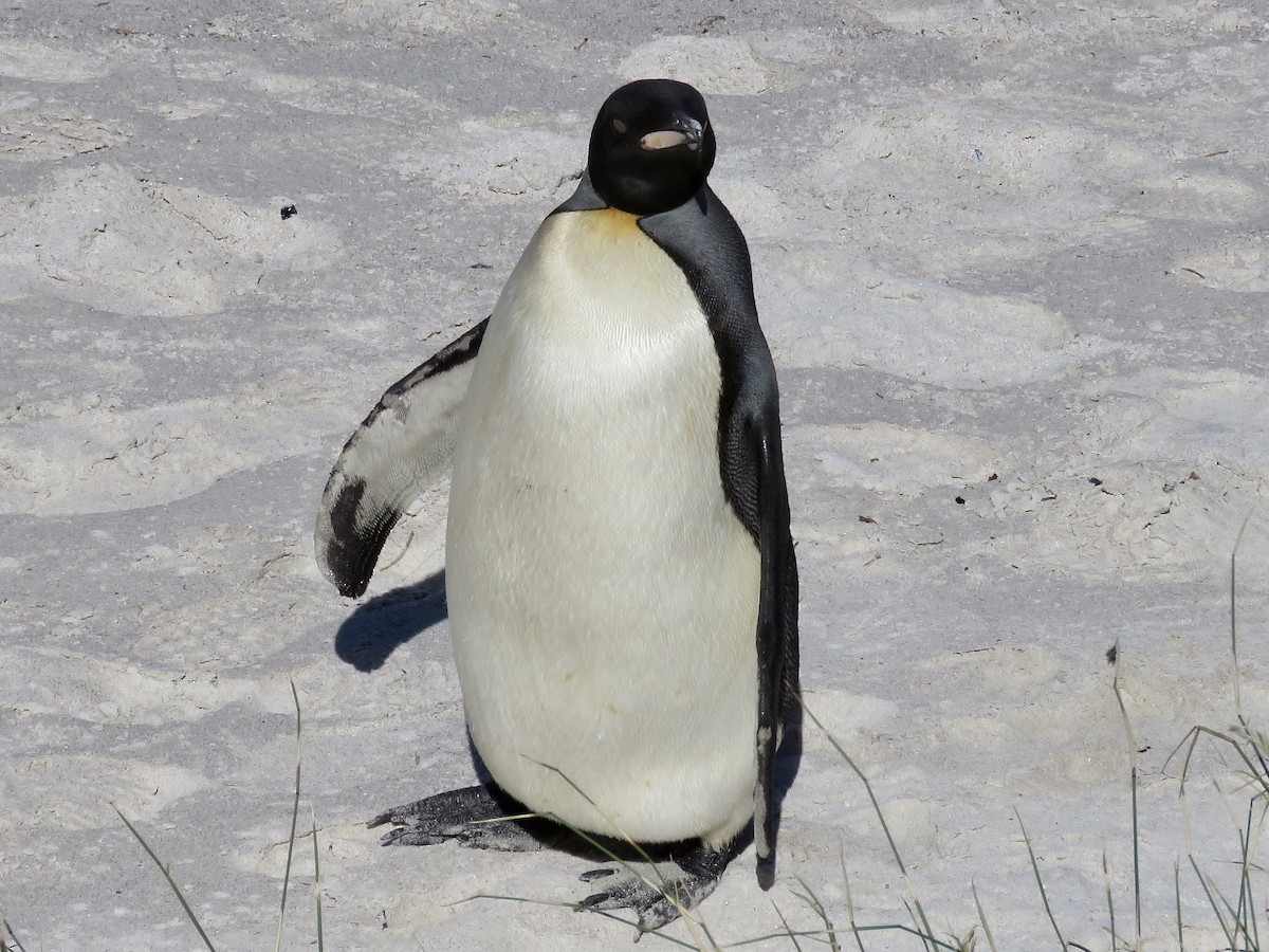 Королевский пингвин - ML616669393