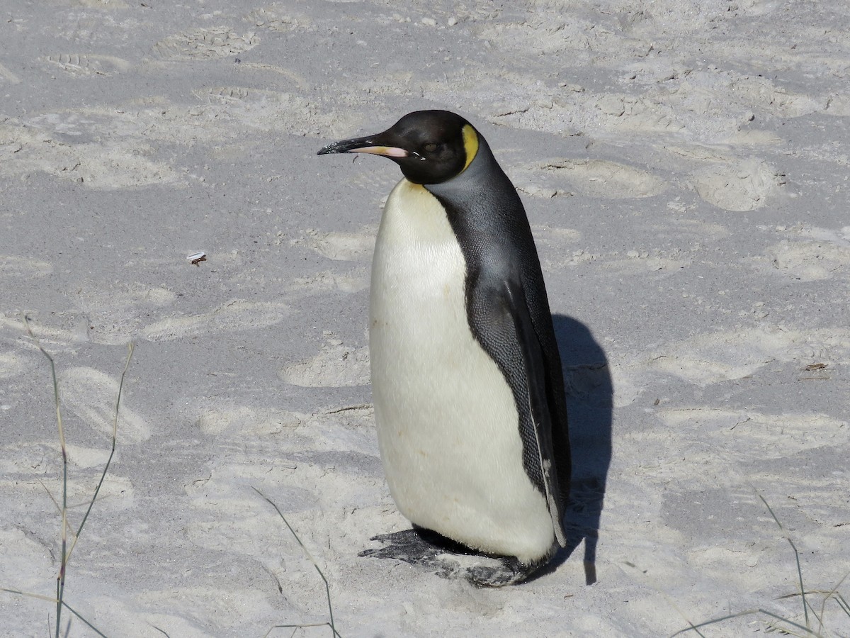 Королевский пингвин - ML616669396
